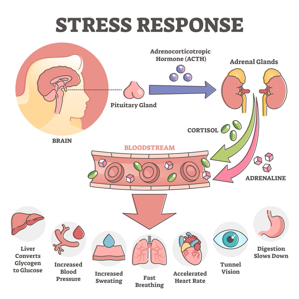 Illustration of the body's stress response, showing the effects of alcohol and cortisol on hormones and organs.